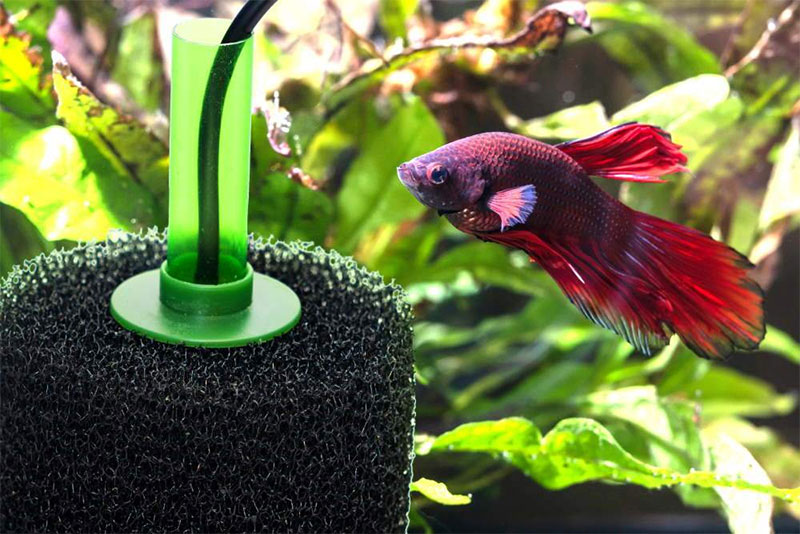 When Do You Need a Sponge Filter