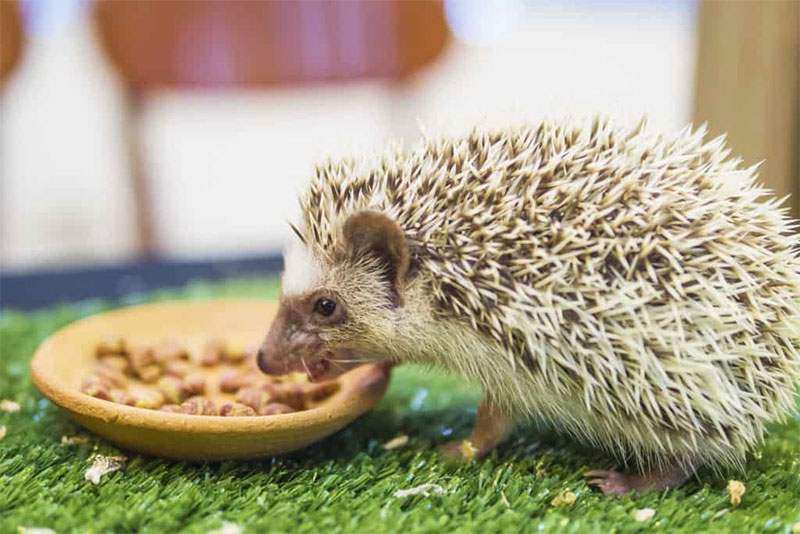 Your Hedgehog s Healthy Diet