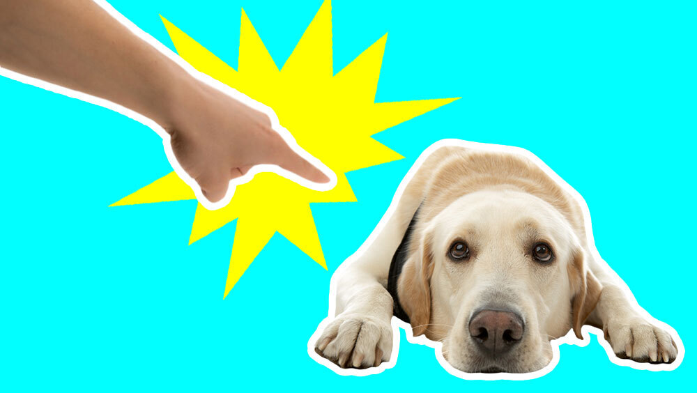12 Harmful Things You Do To Your Dog Without Realizing It