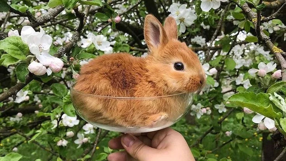 Bunny Basics