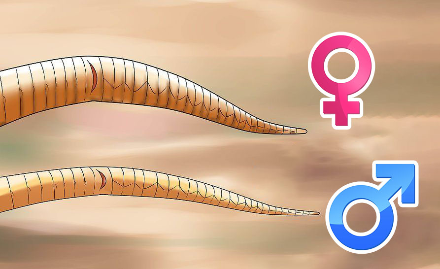 Check Out The Snake s Tail