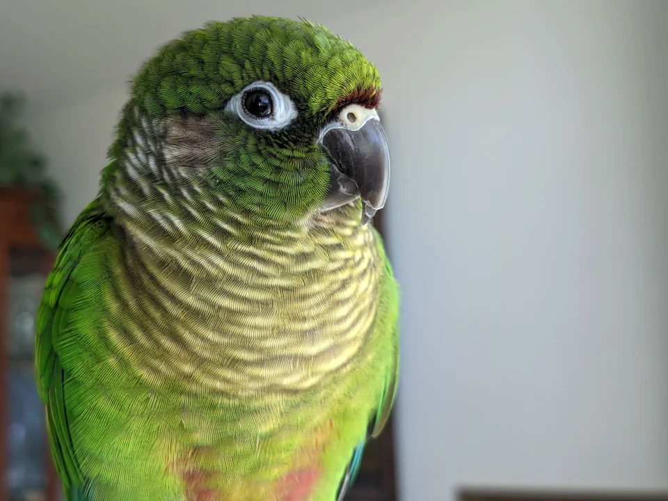 Conures