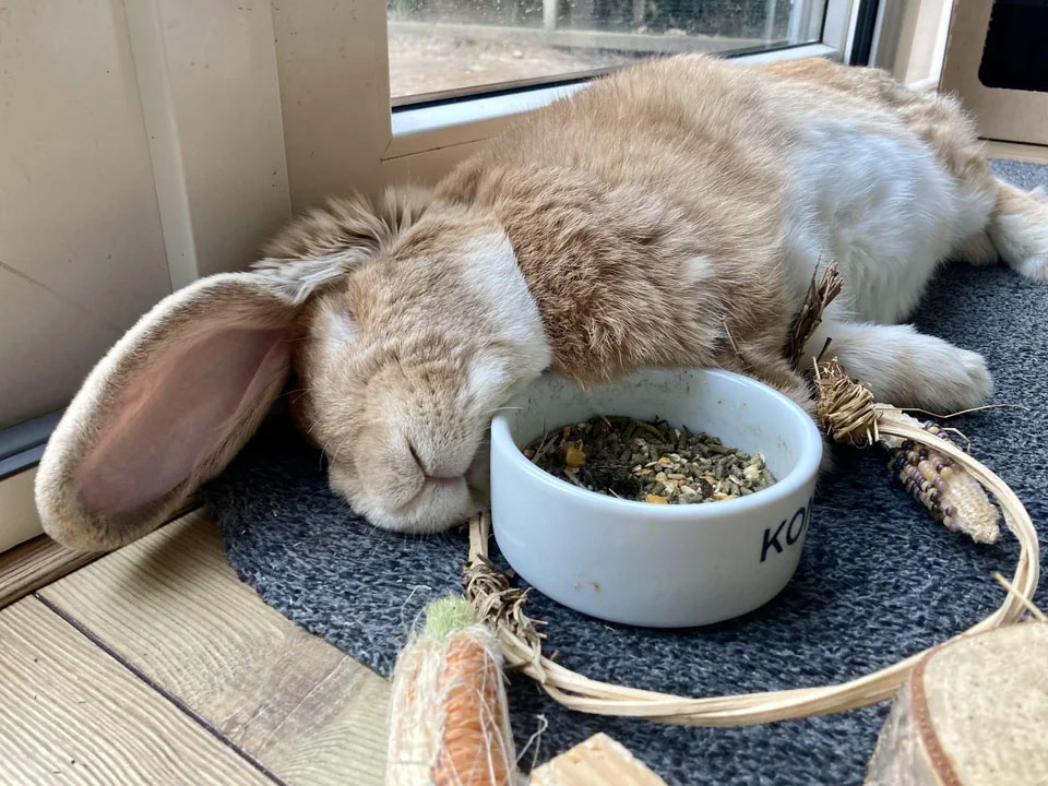 Diet Environment and Health for Rabbits