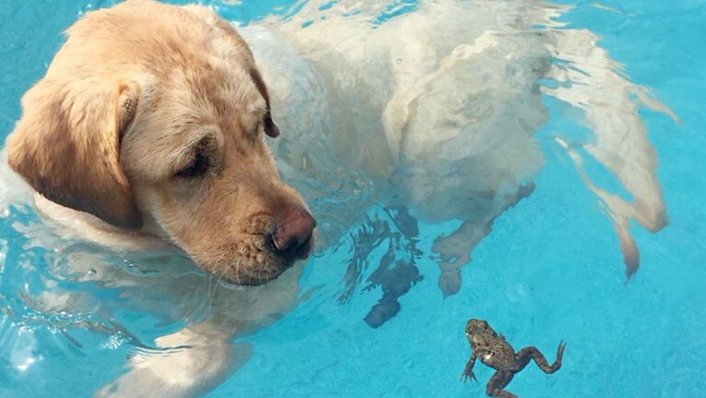 How To Eliminate the Musty Smell From Your Wet Dog