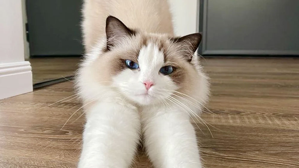 How To Pet a Cat for Maximum Purrs