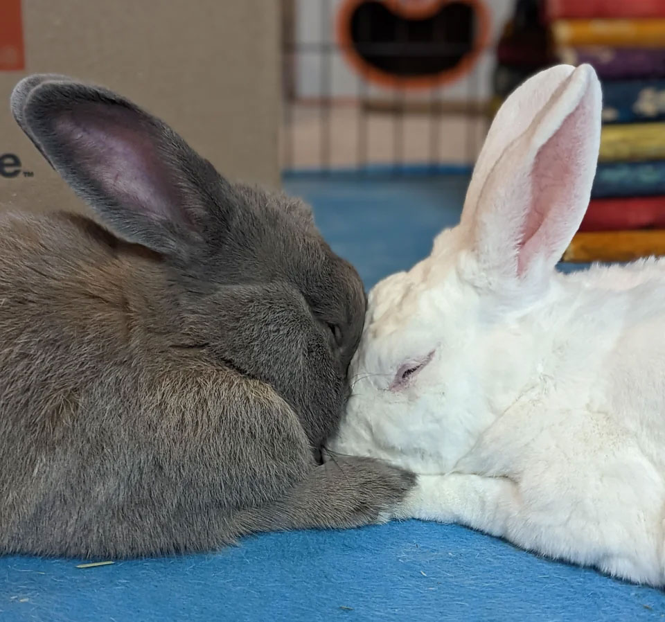 Interactions and Behavior for Rabbits