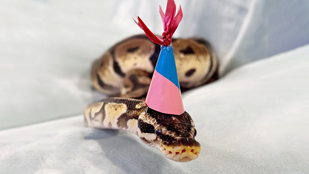 Is My Pet Snake Is A Girl or A Boy?