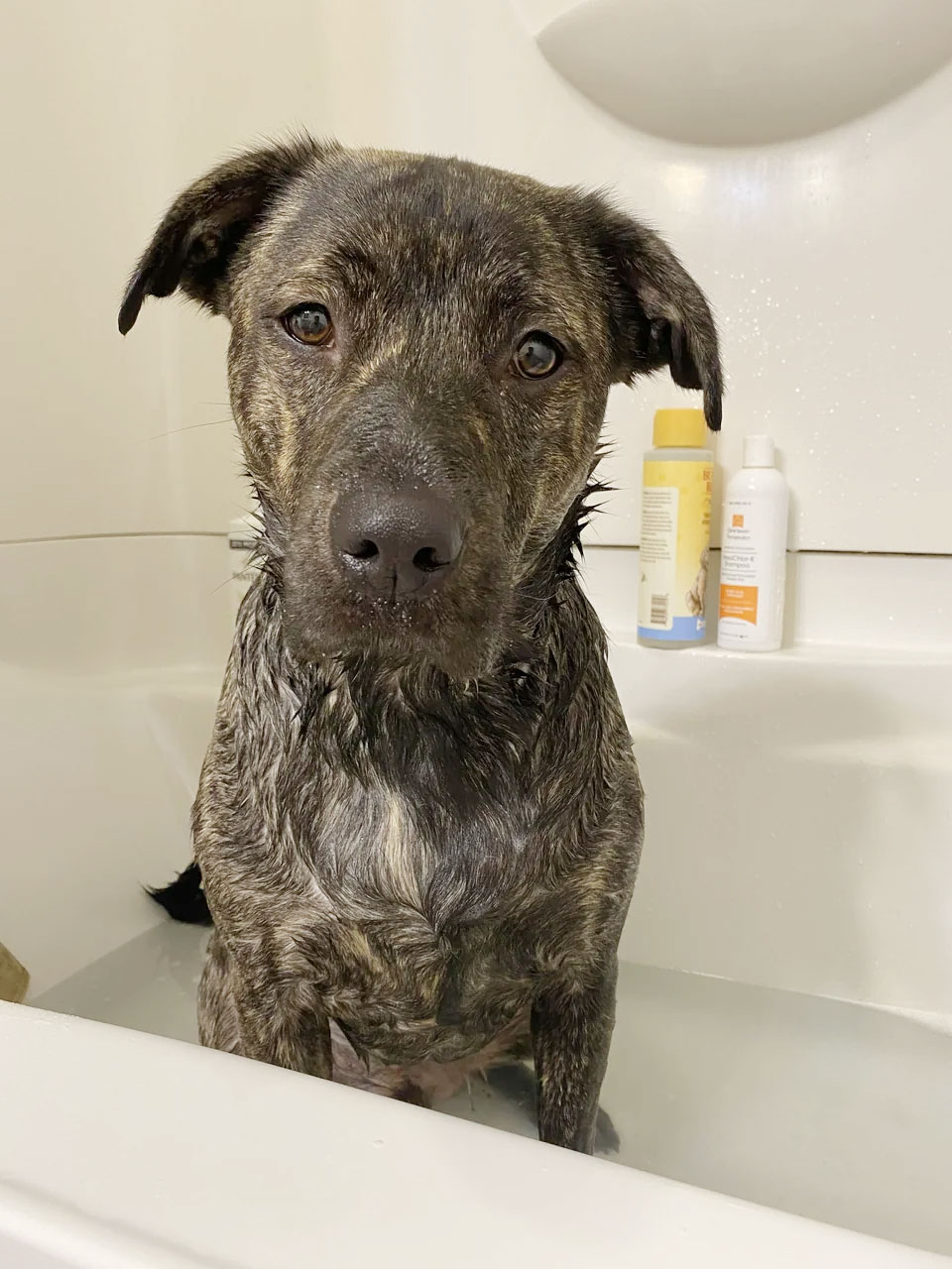 Preventing Musty Dog Odors
