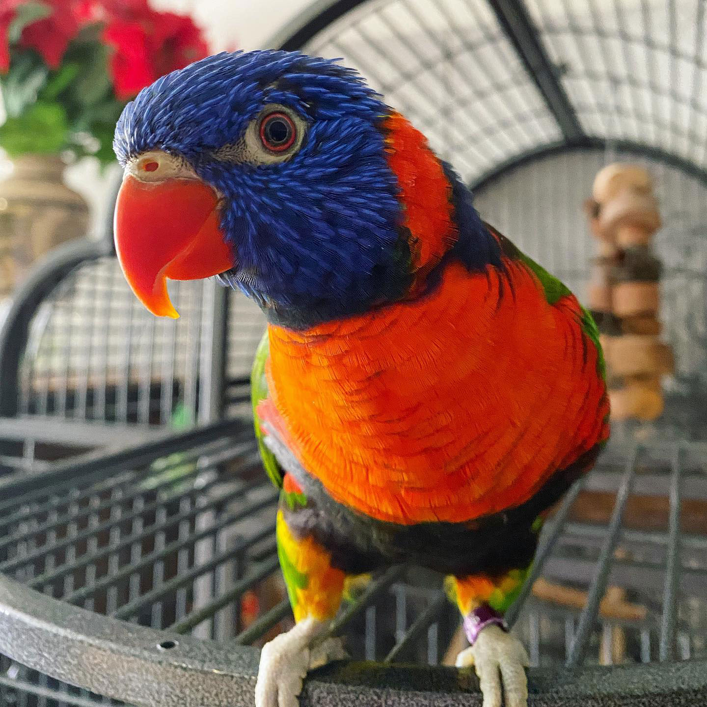 Rainbow Lorikeet