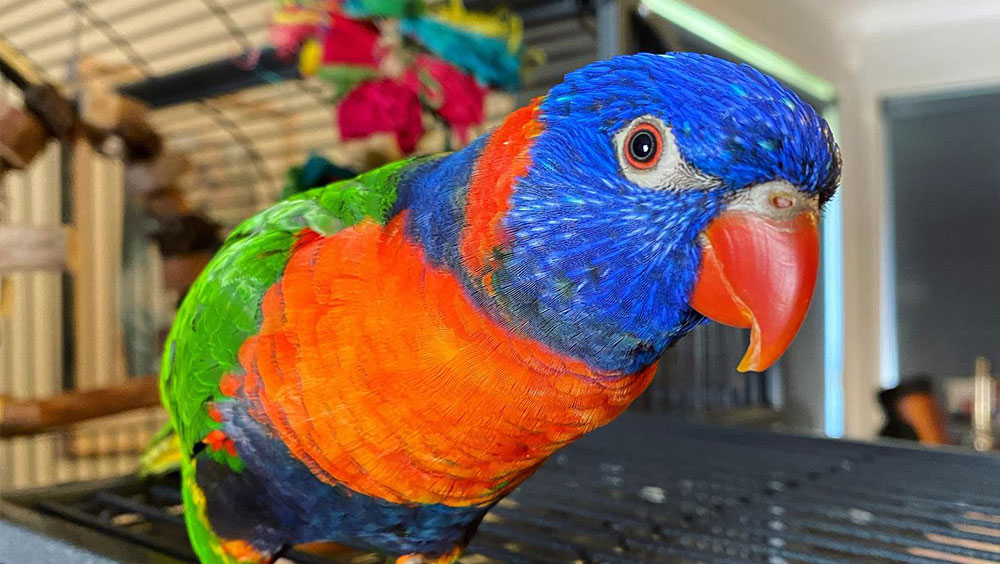 Top Brightly Colored Pet Birds