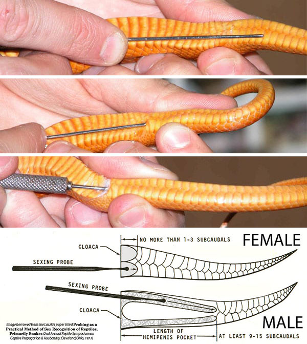 Try The Probing Technique