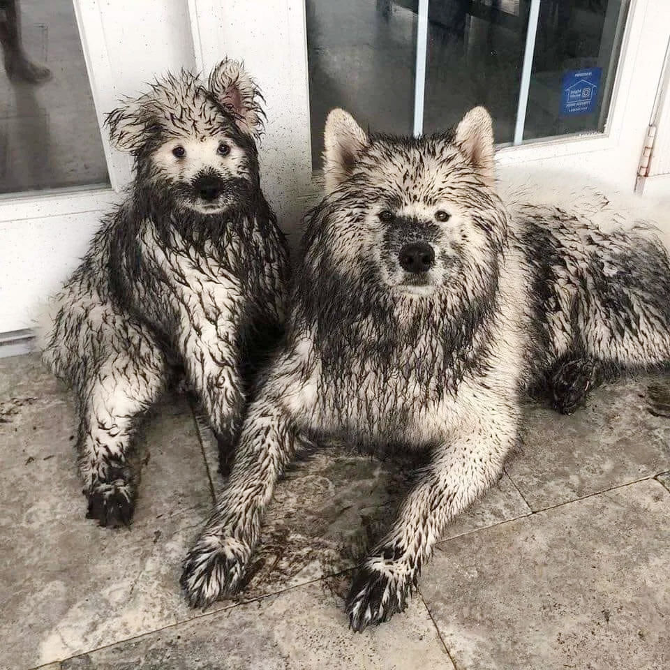 What Causes Wet Dog Smell