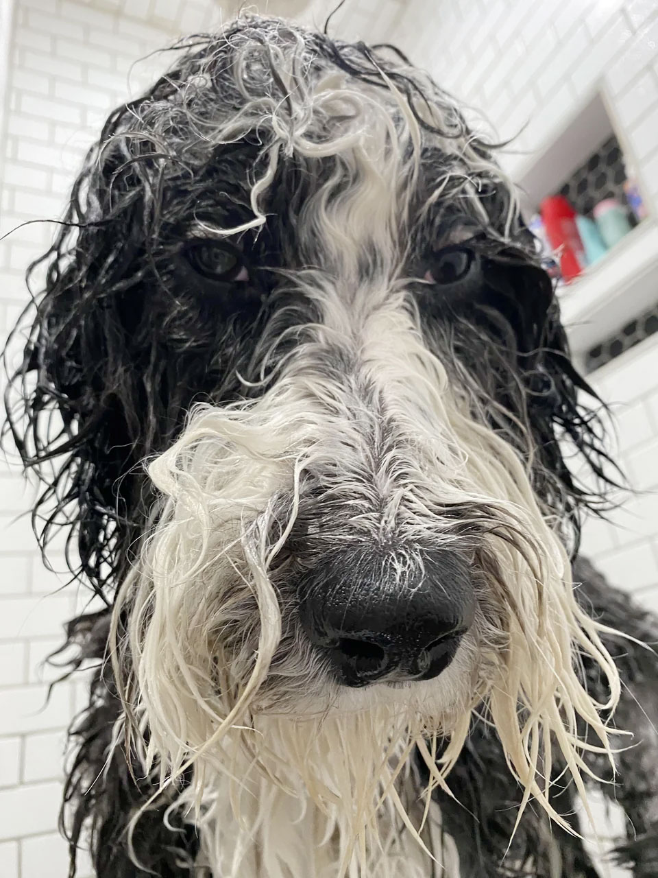 What To Do If Your Dog Still Smells