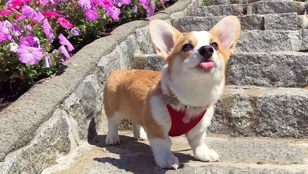 5 Obscure Facts About Your Dog