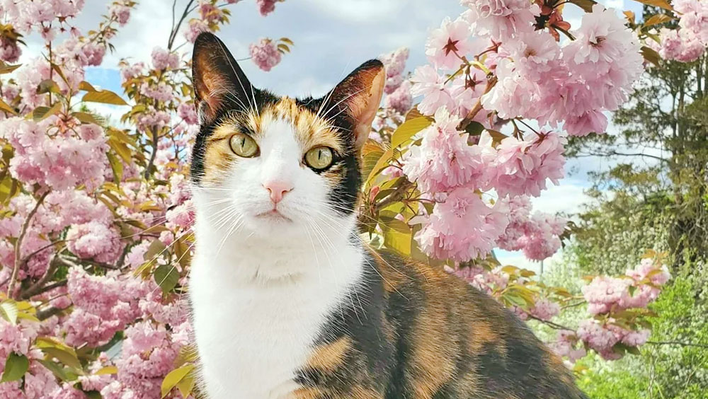 A Cat's Life: Five Favorite Activities
