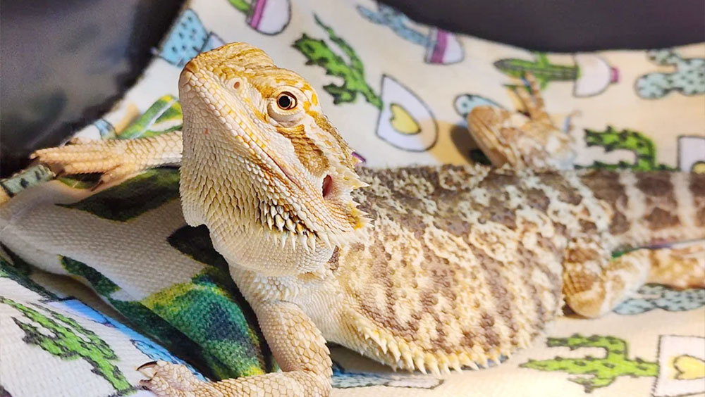 Can Bearded Dragons Live Together?