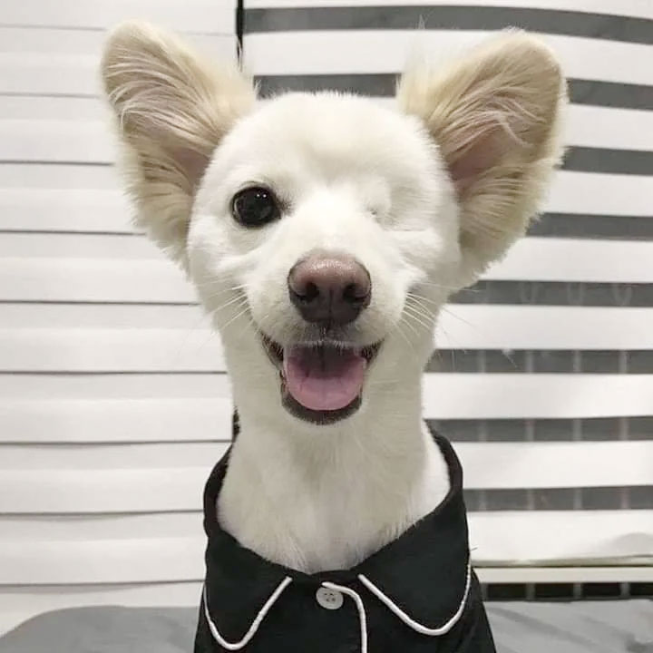 Dogs have more eyelids than you do