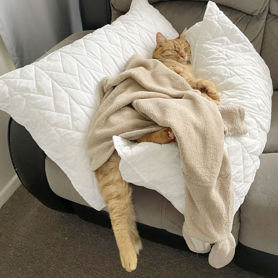 The Basics of a Cat s Life