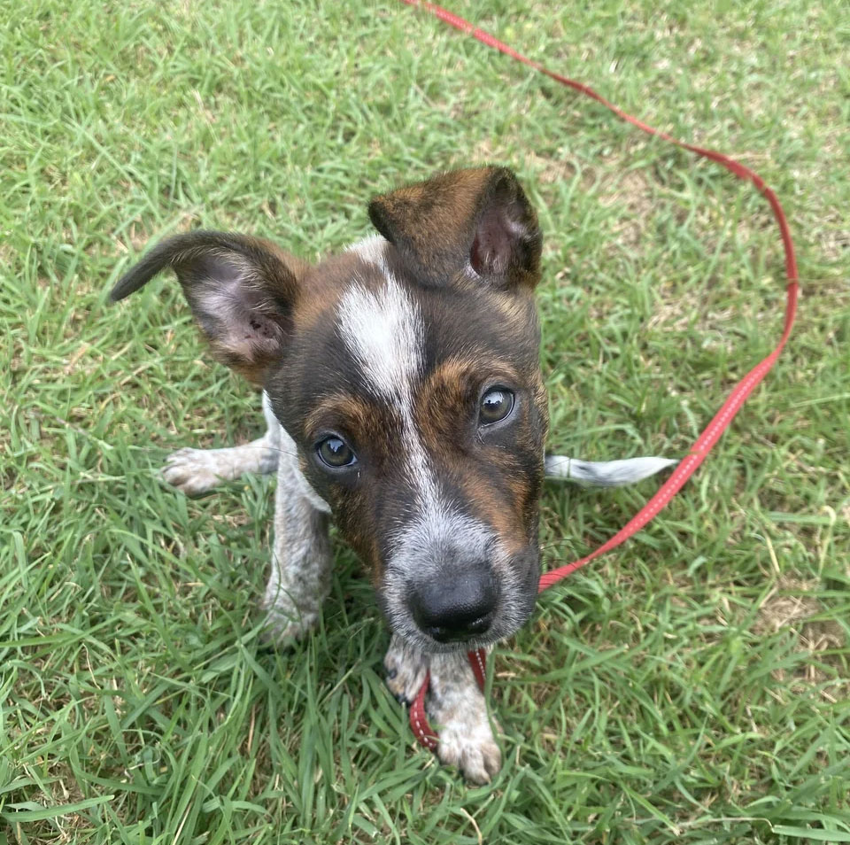 Your dog can hear further away than you can