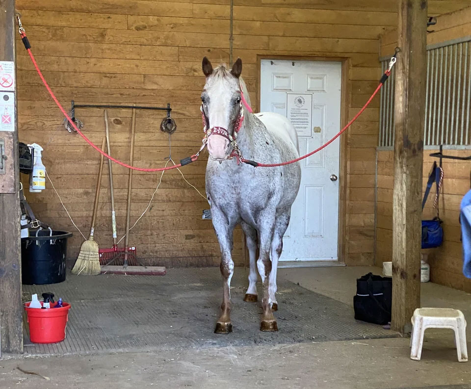 Buying an Untrained Horse