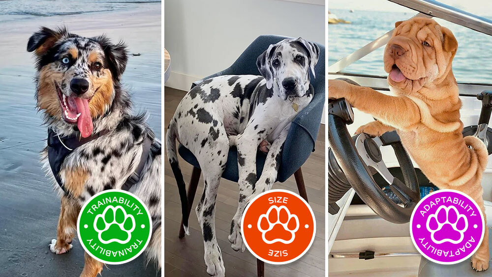 Easy-to-Care-for Dog Breeds Perfect for First-Time Owners, Seniors, and Busy Households
