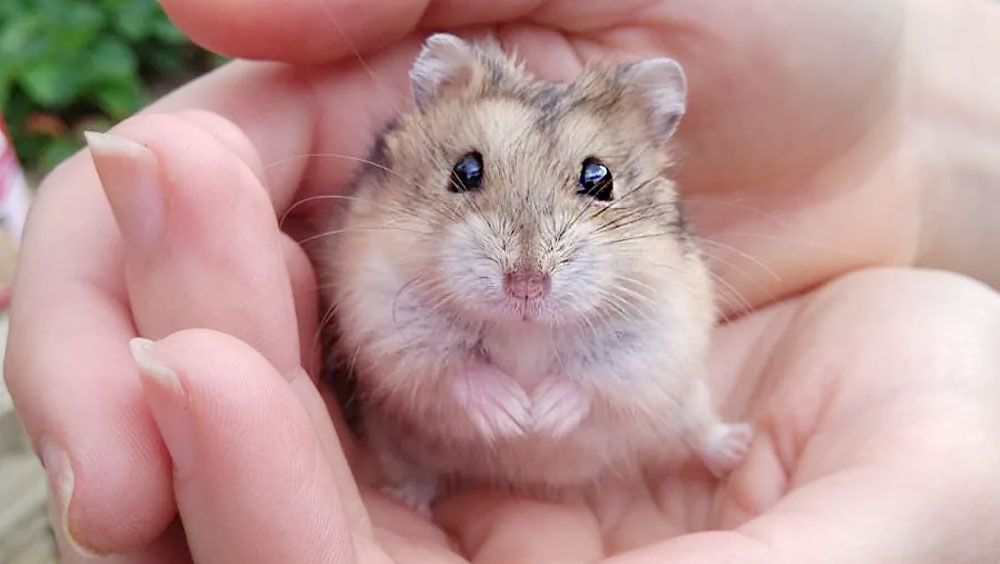 How to Stop Your Hamster from Biting