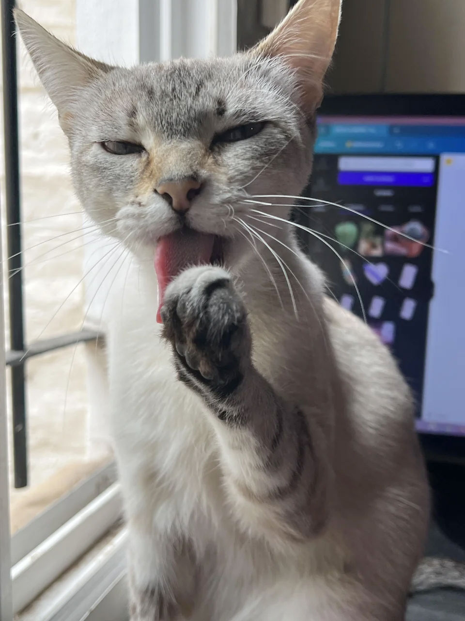Human Behaviors That Cats Hate
