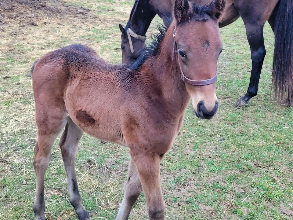 Not Adopting an Older Horse