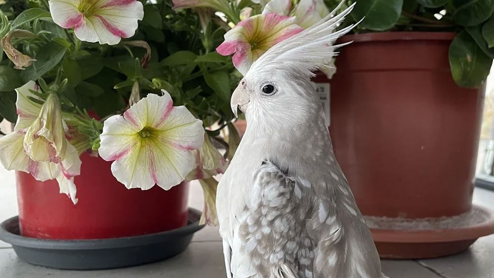 Nutritious Foods for Your Pet Bird