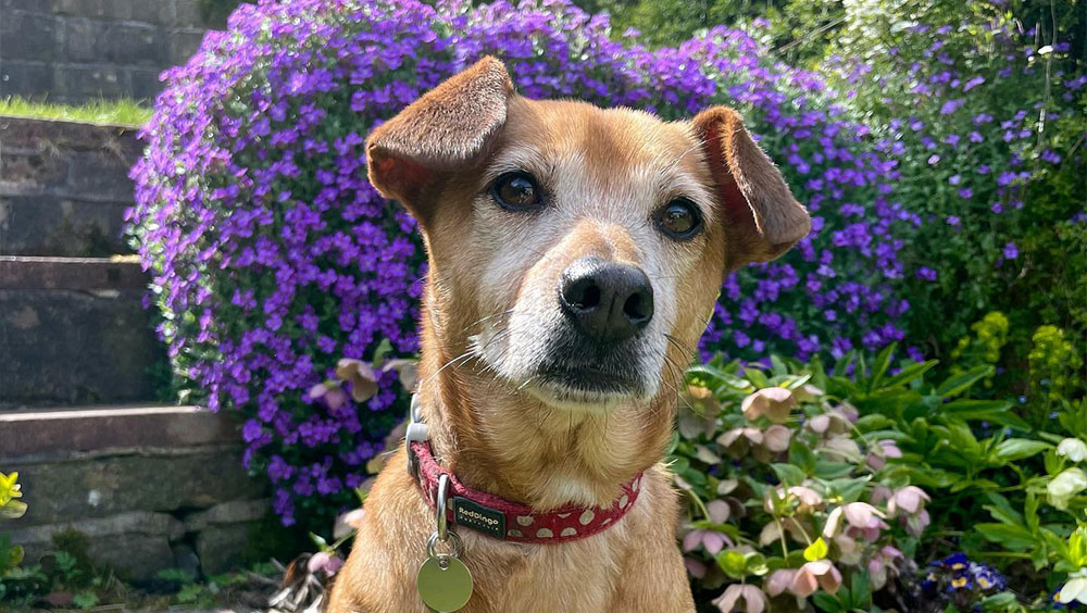 Sit, Stay, and Learn The Best Way to Clean Your Dog's Ears