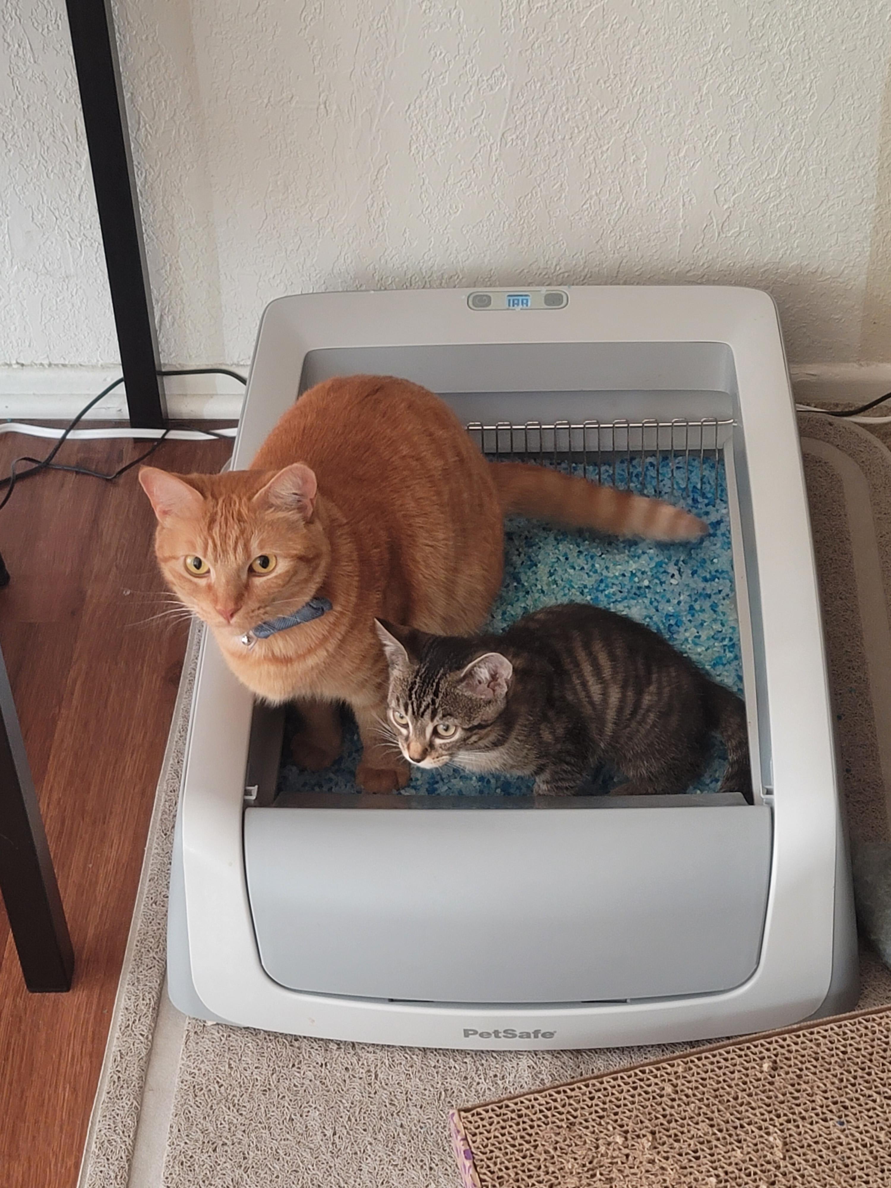 Things Cats Hate Around The House