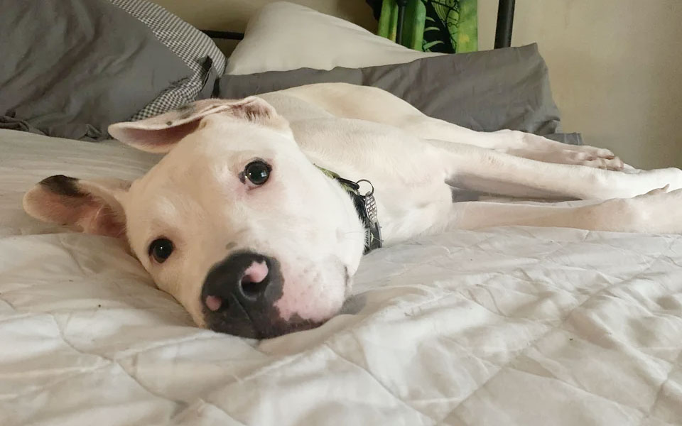 Why Clean Your Dog s Ears