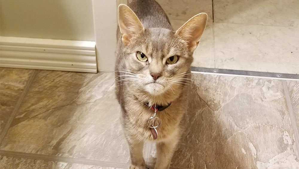 Your Cat Hates It When You Do These 5 Things