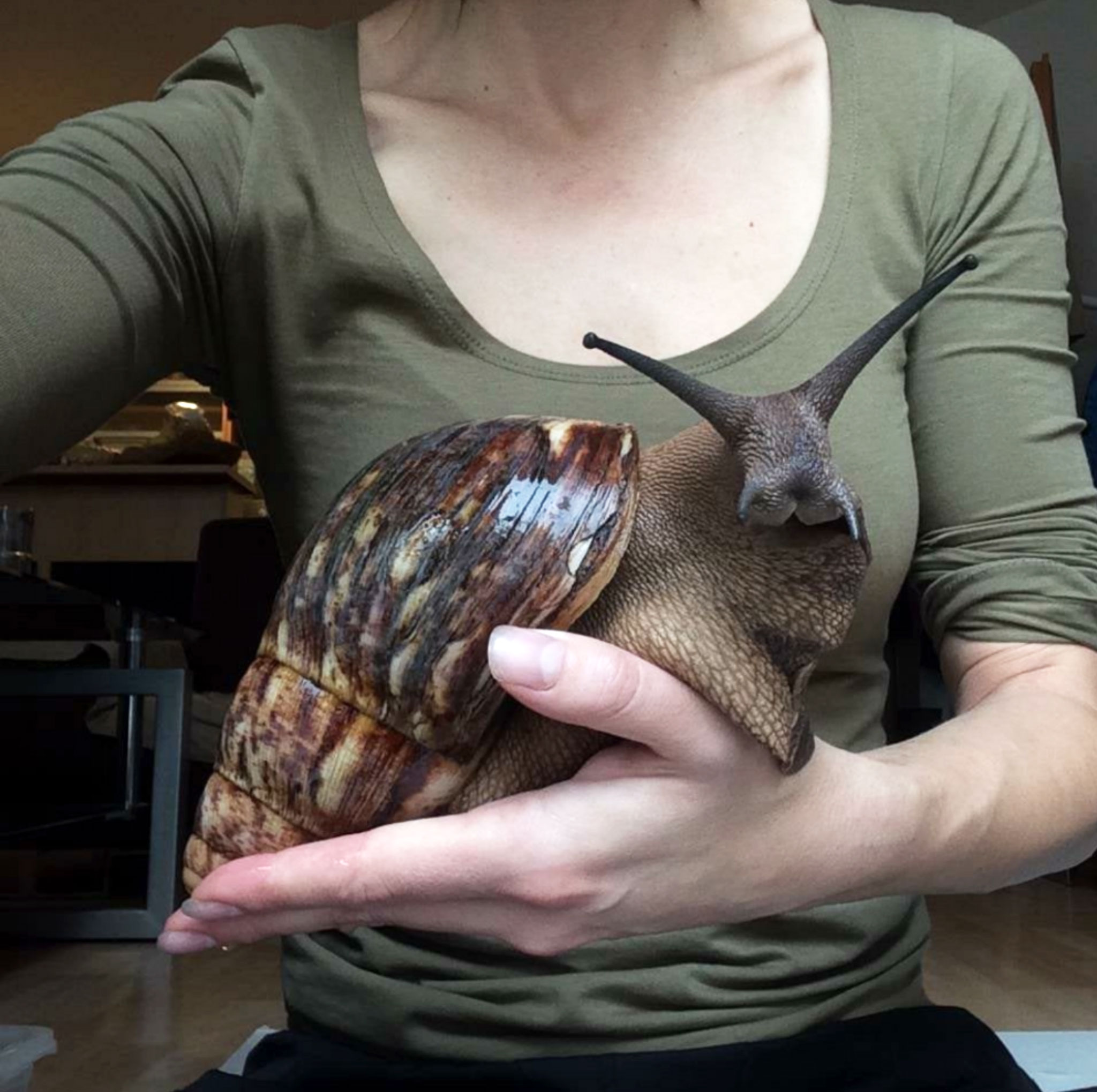 A Giant African Land Snail