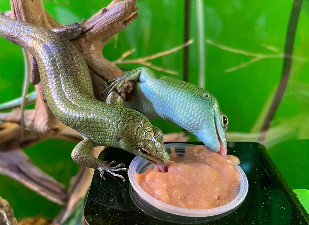 A Healthy Balanced Diet for Your Reptile