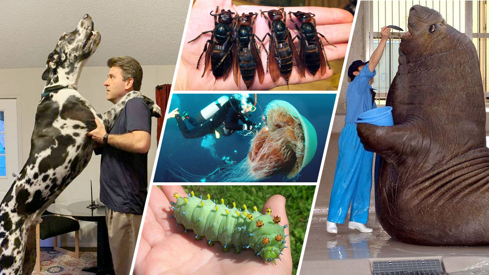 These Animals Are Way Bigger Than You Think