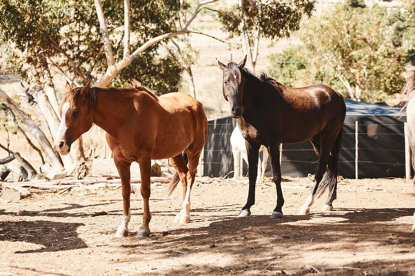 Average Lifespan Of Horses