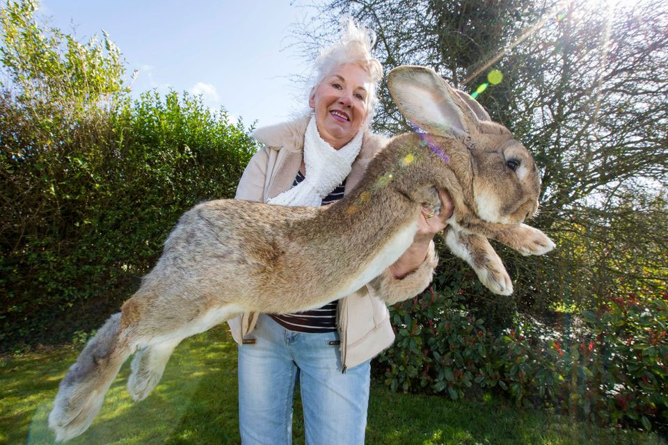 Bunzilla