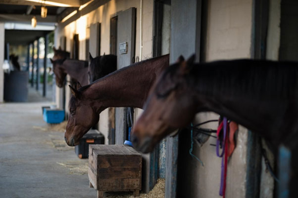 Caring For Aging Horses