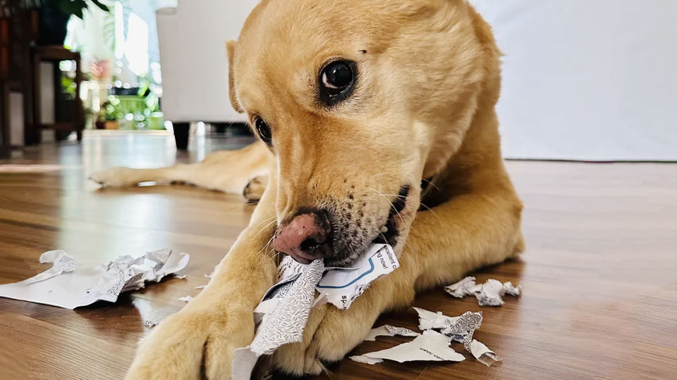Check Out These Different Chews That Will Be Great For Your Dog