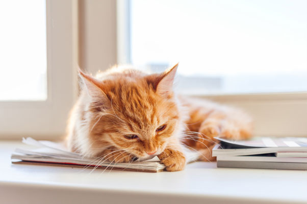 Common Dental Problems In Cats
