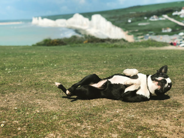 Common Reasons Why Dogs Roll in the Grass