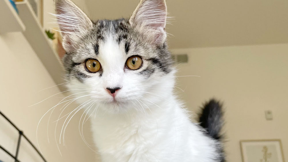 Counting The Teeth: How Many Teeth Do Cats Have?