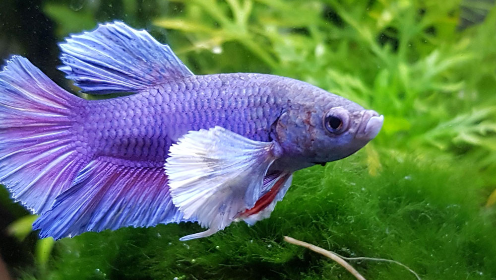 Creating a Stress-Free Environment for Your Fish with the Right Equipment