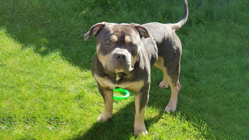 Grass Rollers: Why Do Dogs Roll in the Grass?