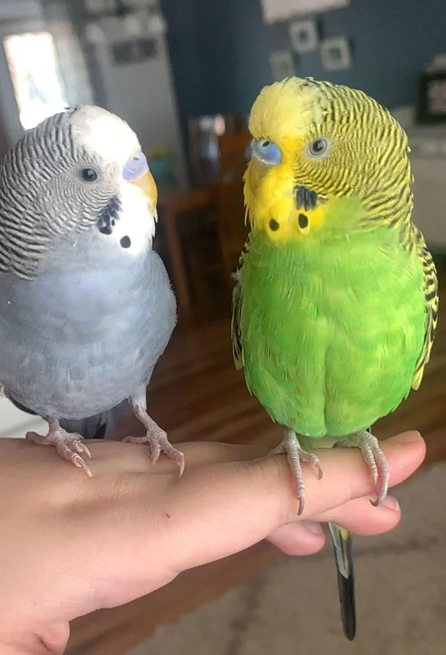 Happy Birds Are Friendly Social Birds