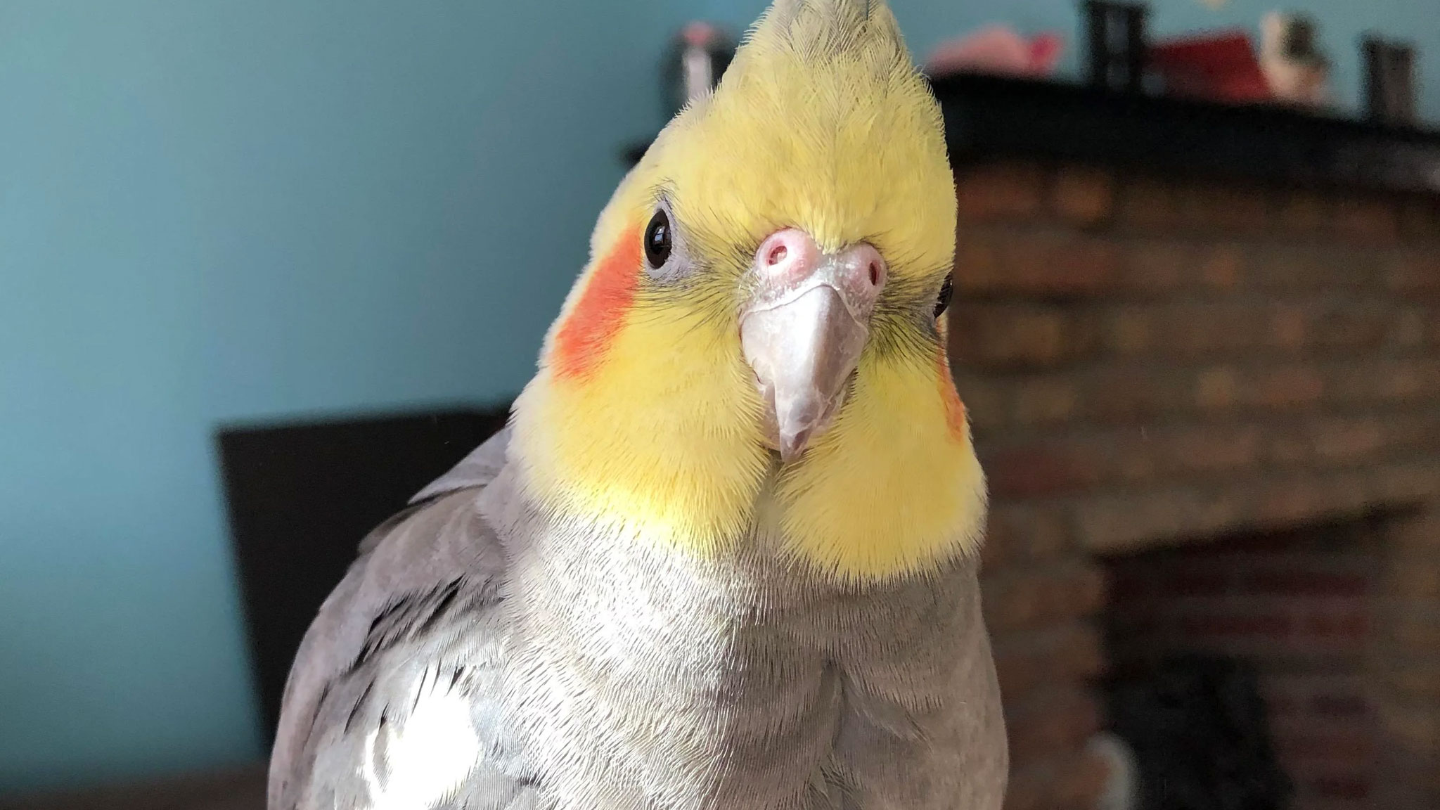 How Bird-Friendly Environments Boost Your Pet Bird's Quality of Life