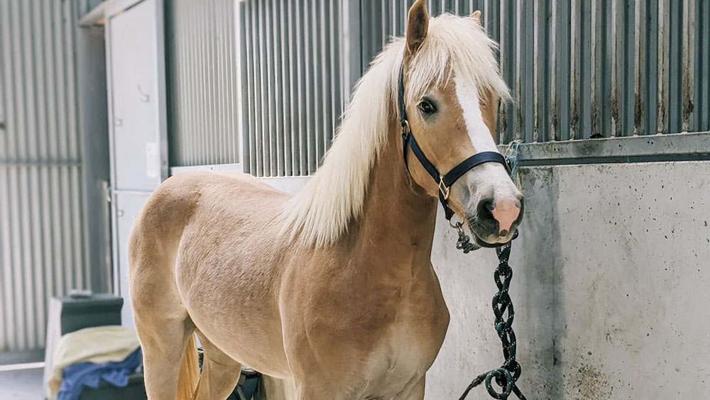 Unraveling The Mystery: How Long Do Horses Live?