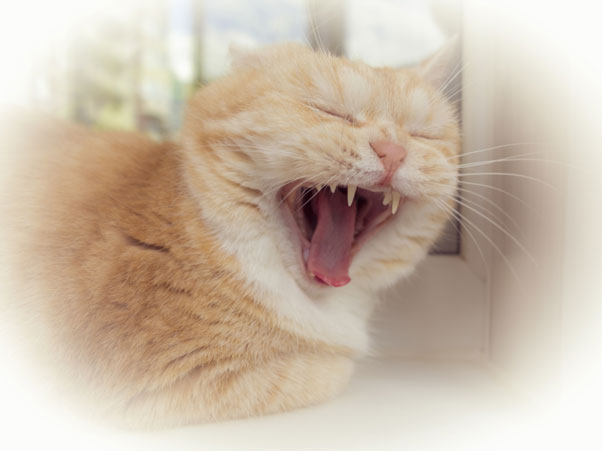 How Many Teeth Do Cats Have