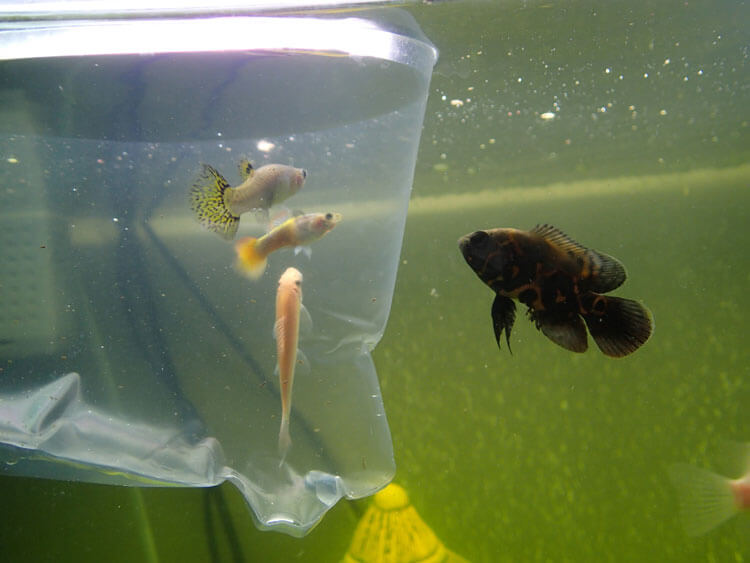 Introducing a New Fish to Your Aquarium